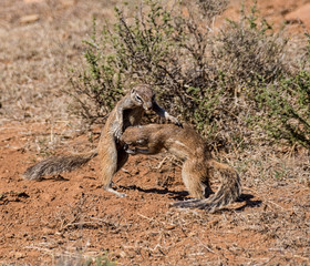 Fototapeta premium Ground Squirrels Playing