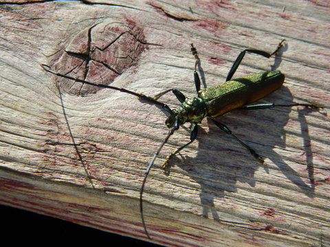 Insecto sobre tabla de madera