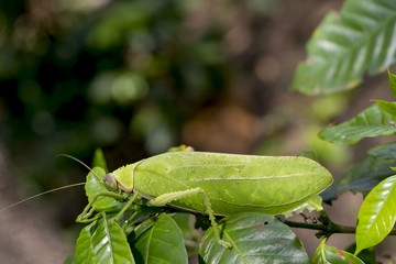 Leaf Grasshopper  Green leaf insect