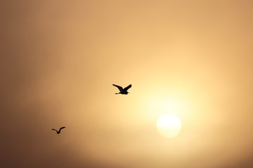 Fototapeta na wymiar Oiseau volant devant le Coucher de soleil 
