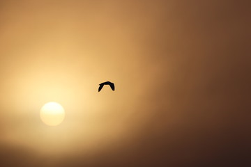 Oiseau volant devant le Coucher de soleil 