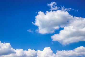 texture of blue sky with white clouds and flocks of birds