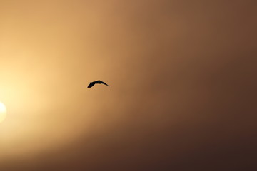 Oiseau volant devant le Coucher de soleil 