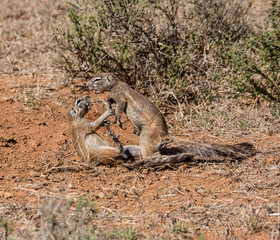 Ground Squirrels Playing © Cathy Withers-Clarke