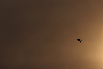 Oiseau devant un coucher de soleil