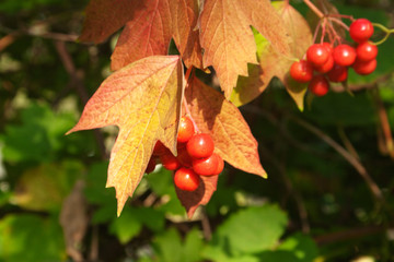 Bunch of viburnum. Candid.