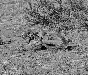 Ground Squirrels Playing