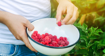 the farmer is harvesting fresh raspberries in the garden on a sunny day. summer berry. healthy food. selective focus