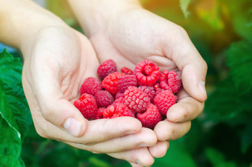 the farmer is harvesting fresh raspberries in the garden on a sunny day. summer berry. healthy food.