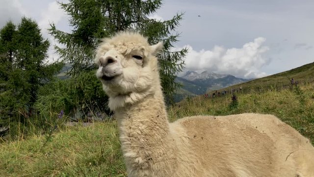 White alpaca attacked by fly and chewing on top of a mountain