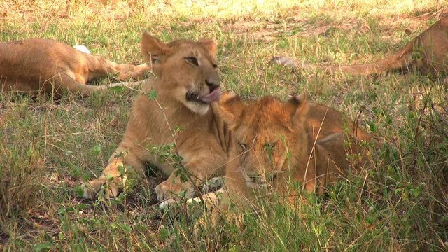 Lion cub jawning in the shade