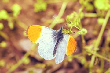 butterfly feeding on a plants