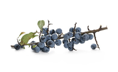 Fresh blackthorn berries with twig and leaves isolated on white background