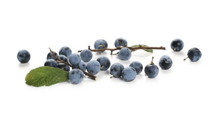 Fresh blackthorn berries with twig and leaves isolated on white background