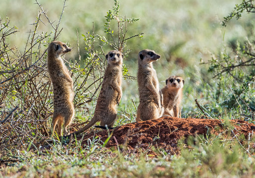 Meerkat Family