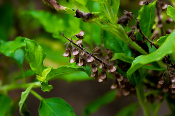 Close up Seed of basil.