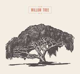 High detail vintage willow tree hand drawn, vector - obrazy, fototapety, plakaty