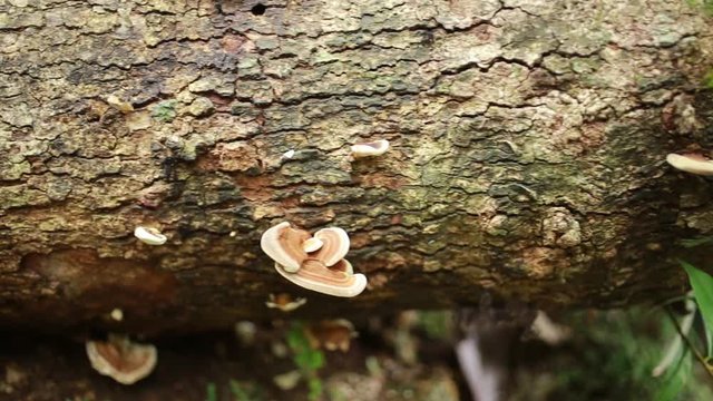  The Lingzhi mushroom, Ganoderma lucidum occurs on dead woods that are naturally dead near the waterfall.