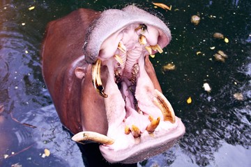 hippo potamus in the pool