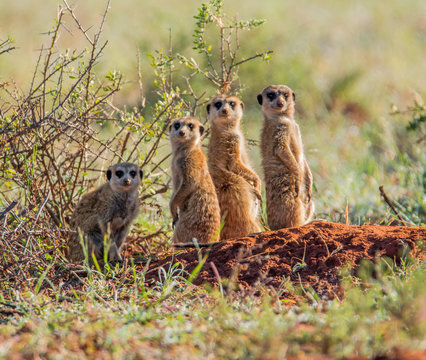 Meerkat Family Group