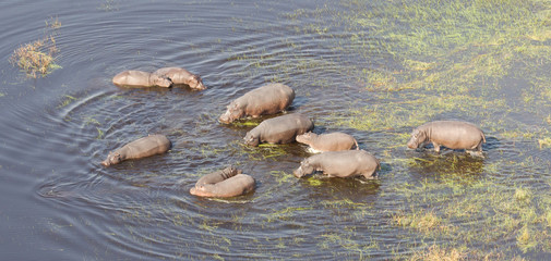 Aerial view of Hippopotamus (Hippopotamus amphibius) in the water