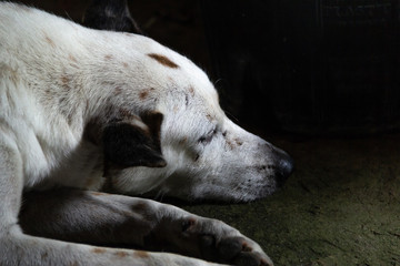 Sleeping dog squat waiting.