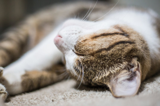 Adorable fluffy traditional grey cat slep on blanket