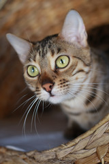 Fototapeta premium Bengal cat portrait