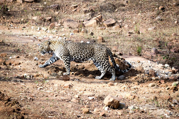 A leopard walking towards a prey