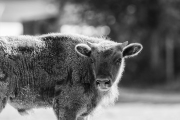 A wisent out in the meadow, black and white