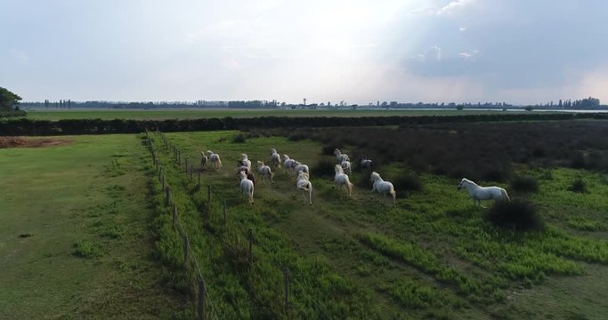 Drone shot of white wild horses running free. Slow motion.