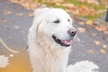 Portrait of adorable golden retriever on bright autumn day