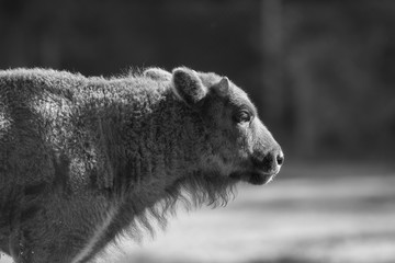 A wisent out in the meadow, black and white © sandradombrovsky