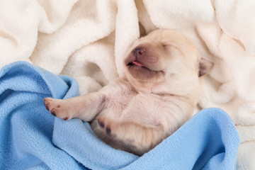 Adorable newborn baby labrador puppy sleeping