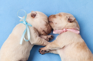 Cute yellow labrador puppy dogs sleeping