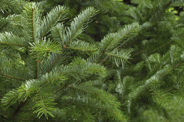 Green spruce branches as a textured background.
