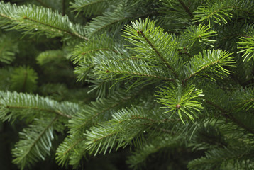 Fototapeta na wymiar Green spruce branches as a textured background.