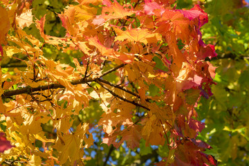 Colorful fall leaves on tree branches