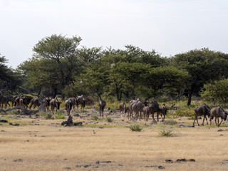 Fototapeta na wymiar Blue Wildebeest herd, Connochaetes taurinus, near waterhole, Etosha National Park, Namibia