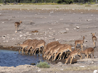 Springbok, Antidorcas marsupialis, near waterhole, Etosha National Park, Namibia
