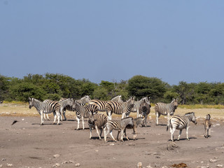 Fototapeta na wymiar Damara zebra herd, Equus burchelli antiquorum, near waterhole, Etosha National Park, Namibia