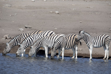 Fototapeta na wymiar Damara zebra herd, Equus burchelli antiquorum, near waterhole, Etosha National Park, Namibia