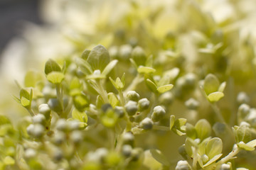 Grüne Ballhortensie