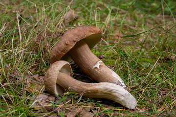 Group of porcini mushrooms (Boletus edulis, cep, penny bun, porcino or king bolete) on natural...