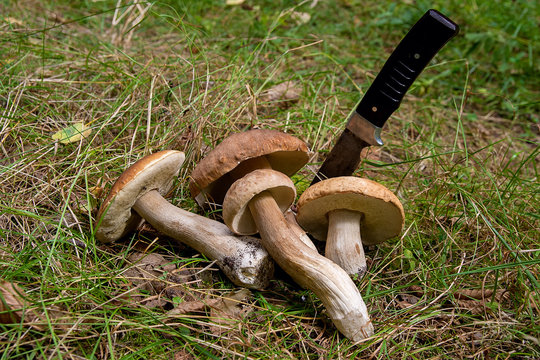 Group of porcini mushrooms (Boletus edulis, cep, penny bun, porcino or king bolete) with knife on natural background..