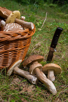 Several Porcini mushrooms (Boletus edulis, cep, penny bun, porcino or king bolete) with knife and wicker basket on natural background..