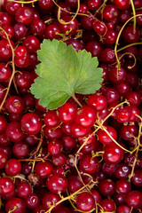 Red currant berry as background..
