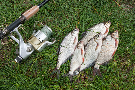 Pile of the white bream or silver fish and white-eye bream on the natural background. .