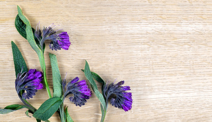 Comfrey (Symphytum officinale) on wooden board, plant used in medicine.