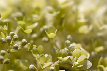 Grüne Ballhortenise